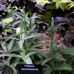 Рябчик камчатский (Fritillaria camschatcensis)