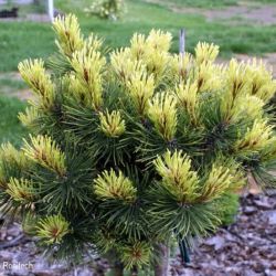 Pinus mugo "Rositech"