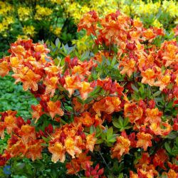 Rhododendron  'Klondyke'