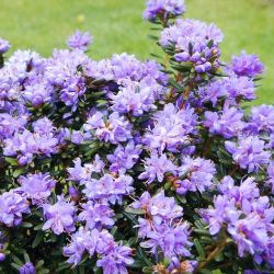 Rhododendron "Purple Pillow