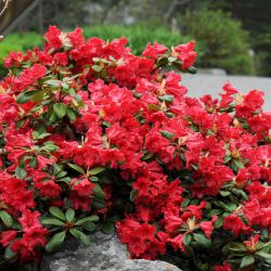 Rhododendron  'Scarlet Wonder'