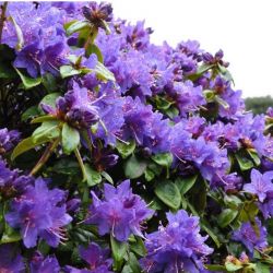 Rhododendron &quot;Blue Star&quot;