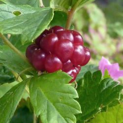 Княженика гибридная &quot;Хейса&quot; (Rubus x binatus 'Heisa' Финляндия)