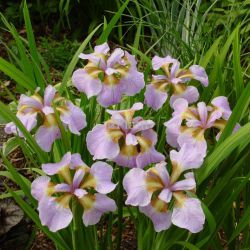 Ирис сибирский &quot;Рикуги-сакура&quot; (Iris sibirica ‘Rikugi-sakura’)