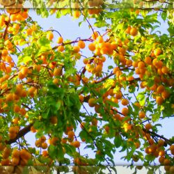 Сладкоплодный тернослив Войто (Prunus insititia Voitto Финляндия)