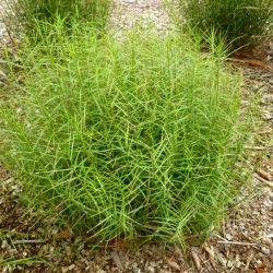 Осока пальмолистная 'Little Midge' (Carex muskingumensis 'Little Midge')