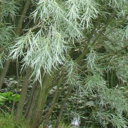 Ива койотова (Salix exigua)