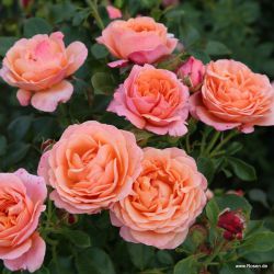 Coral Lions-Rose