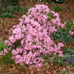 Rhododendron "Pintail"