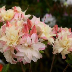 Rhododendron  'Cannon's Double'