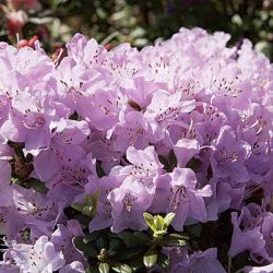 Rhododendron  'Snipe'