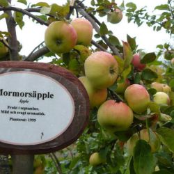 Морморс эппле (двухлетка) (Mormorsapple Финляндия)