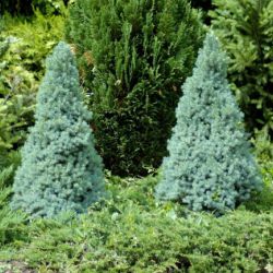 Ель канадская 'Sander's Blue' (Picea glauca 'Sander's Blue')