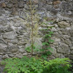 Астильба приречная Грандифлора (Astilbe rivularis Grandiflora)