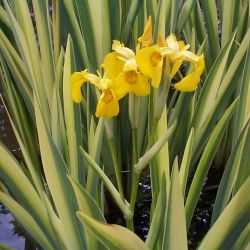 Ирис болотый Варьегата (Iris pseudacorus Variegata)