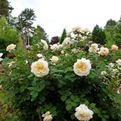 Crocus Rose (Англия)