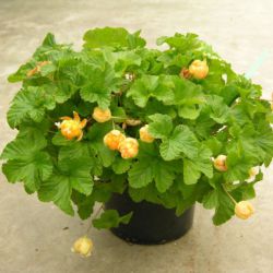 Морошка 'Nyby' (Rubus chamaemorus 'Nyby' Финляндия)
