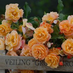 Розы ОКС из голландских питомников
