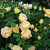 Английская роза Golden Celebration