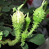 Centifolia Muscosa &#039;William Lobb&#039;