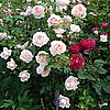 Английские розы Wildeve и Falstaf