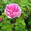 Rosa X centifolia cristata &#039;Chapeau de Napoleon&quot;