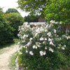 Rosemoor (English Rose)