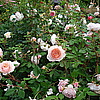 Английская роза William Morris