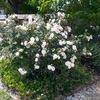 Rosemoor (English Rose)