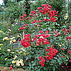 Старинная полиантовая роза, предположительно Orange Triumph