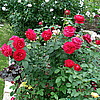 Английская роза L.D.Braitwait