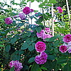 Russelliana(Russell&#039;s Cottage Rose ) - hybr.multiflora.